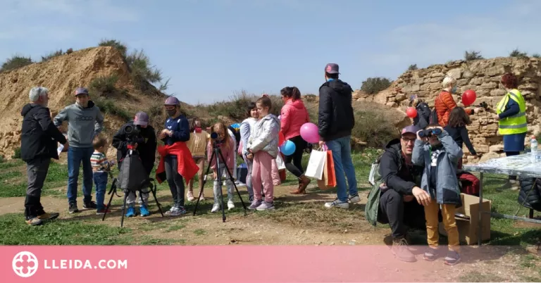 Punt d’observació d’ocells a la Seu Vella