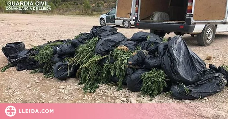 ⏯️ Localitzen 1.500 plantes de marihuana a la Noguera