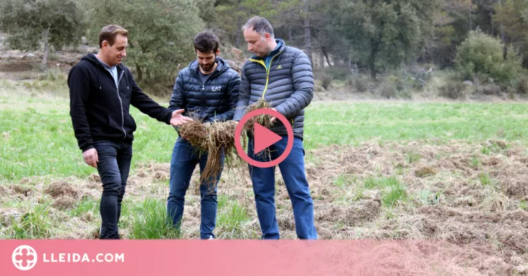 ⏯️ La pagesia alerta de la pèrdua de cultius com el gira-sol per l'excés de porcs senglars