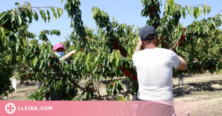 Denuncien les condicions laborals dels temporers com "esclavitud moderna"