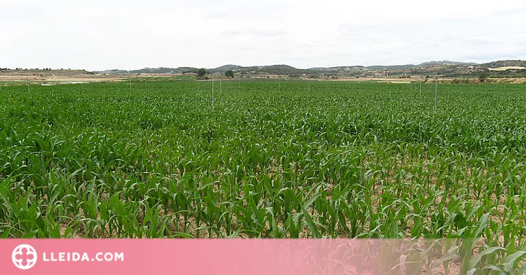UP demana tenir en compte la producció estatal a l'hora de buscar alternatives al cereal ucraïnès
