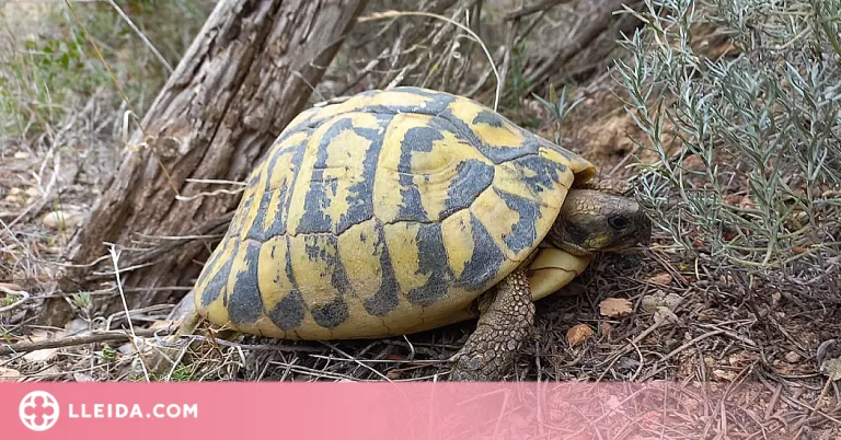Alliberen 33 tortugues mediterrànies en una reserva de les Garrigues