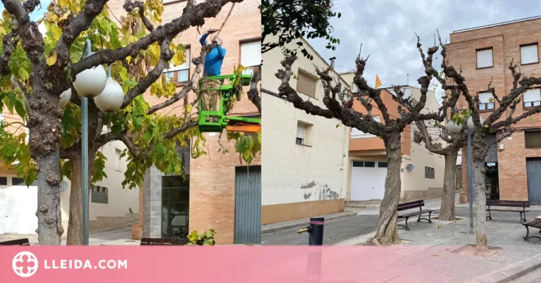 Almacelles poda els arbres per cuidar la seva salut i estètica i mantenir la seguretat dels vianants