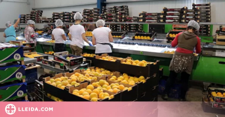 Afrucat encarrega a la UdL un estudi econòmic sobre la fruita dolça