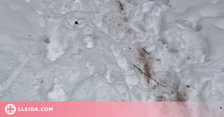 Queixes sobre les batudes de caça a l'Aran, on senderistes afirmen sentir trets i veure rastres de sang