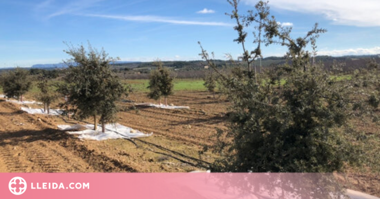 Publicats els resultats de l'estudi per adaptar el cultiu de la tòfona negra a episodis de sequera