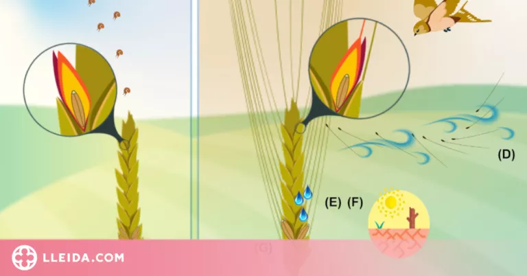 Un estudi d'Agrotecnio clou que el blat amb arestes no és més productiu que sense elles
