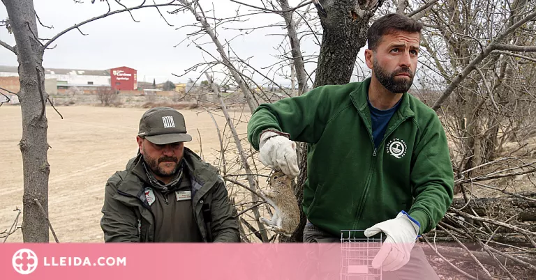 ⏯️ Col·loquen gàbies trampa per caçar conills en zones de Tàrrega afectades pels danys a conreus