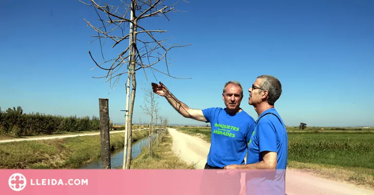 ⏯️ Part dels arbres que es van plantar a les banquetes del canal d'Urgell han mort per falta d'aigua