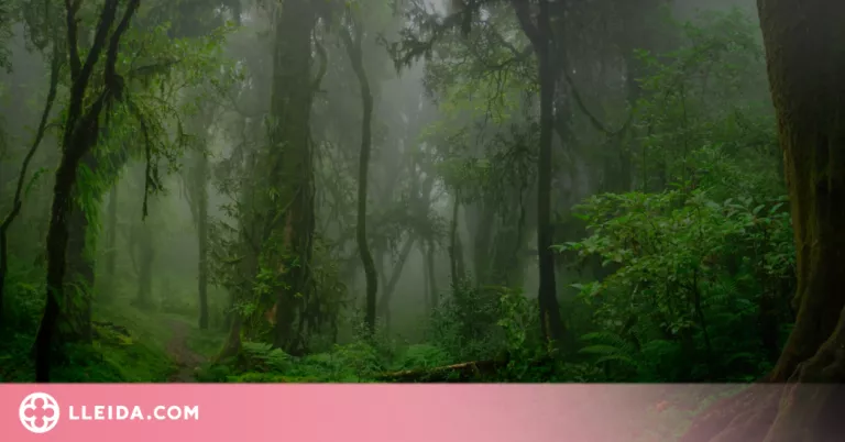 Dia Mundial del Medi Ambient