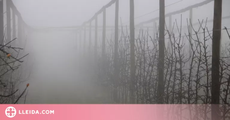 ⏯️ La boira: l'altra cara de l'anticicló que beneficia el sector agrícola de les comarques de Ponent