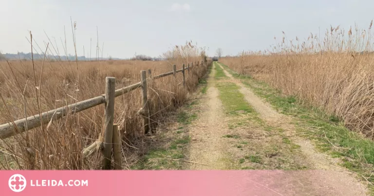 Millora de la zona lacustre de l'Estany d'Ivars i Vila-sana