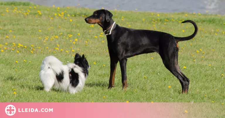 Reclamen una regulació "més estricta" dels petards per no fer patir els animals
