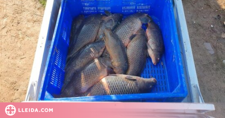 Descoberta una xarxa de pesca furtiva a Lleida