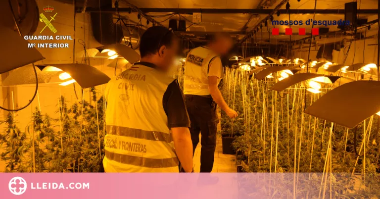 Detenen dos homes i desmantellen una plantació de marihuana a les Garrigues