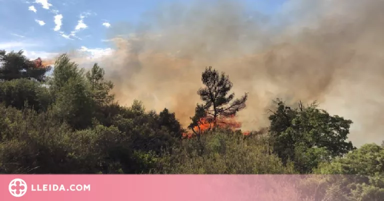 Un incendi forestal crema uns 7.000 metres quadrats a les Garrigues