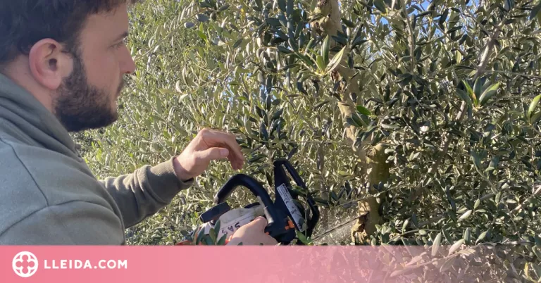 Estimen que la producció d'oli d'oliva pot caure més d'un 50% aquesta campanya