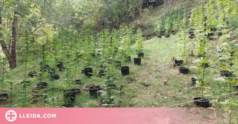 Detenen el responsable d'una plantació de marihuana a la Seu d'Urgell