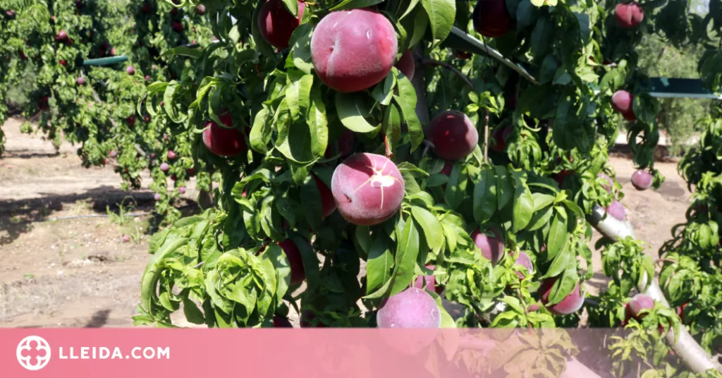 Més d'un miler d'hectàrees de cultius afectades per la pedregada al Segrià i les Garrigues