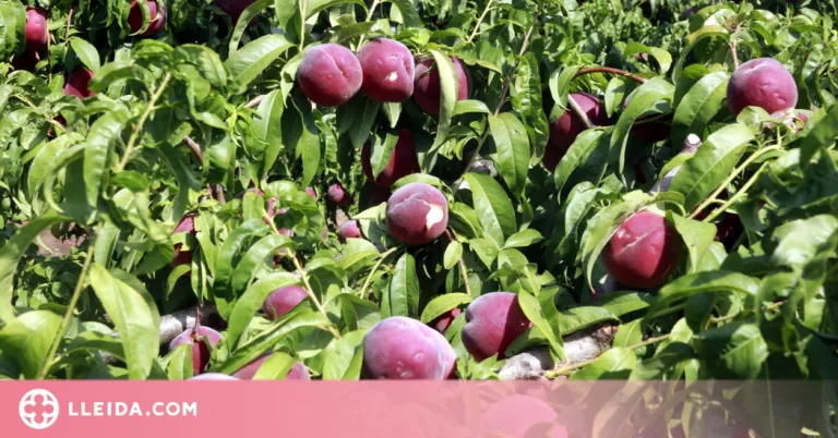 Més d'un miler d'hectàrees de cultius afectades per la pedregada al Segrià i les Garrigues