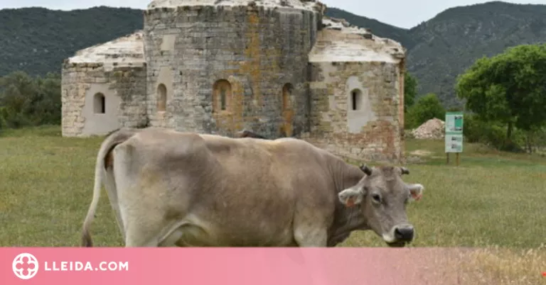 Una quinzena de vaques ocupen un monestir de la Noguera