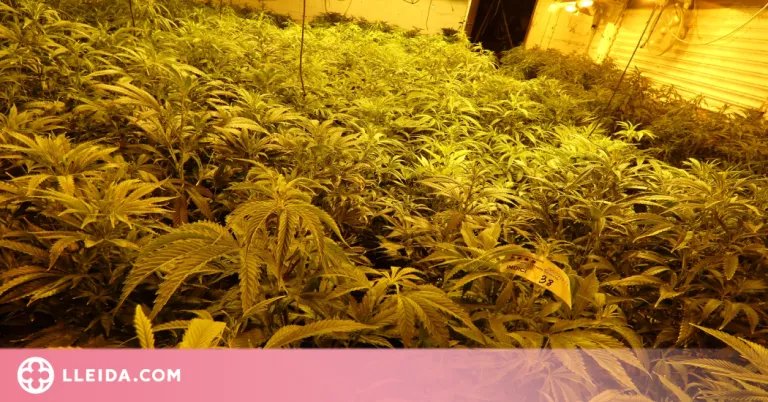 Detingut per cultivar 947 plantes de marihuana a l'horta de Lleida