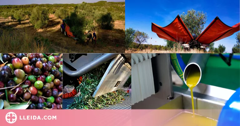 Una empresa de les Garrigues ofereix l'experiència de viure la collita de l'oliva biodinàmica