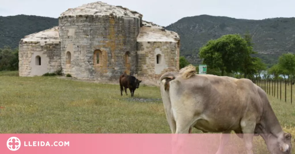 Una quinzena de vaques ocupen un monestir de la Noguera