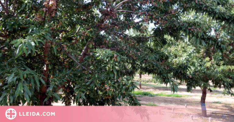 El preu de l'ametlla cau en una campanya per la producció rèrcord dels Estats Units