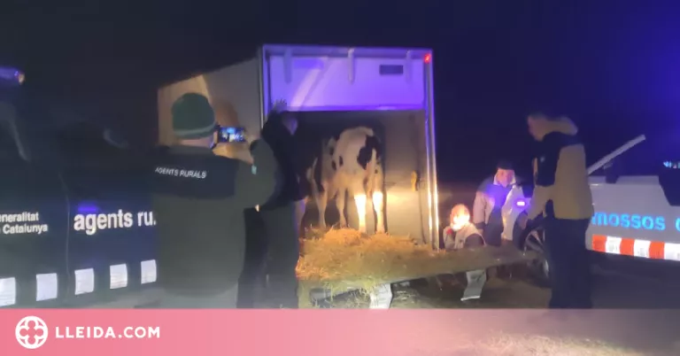 Retornen sis vedells escapats d'una explotació del Pla d'Urgell
