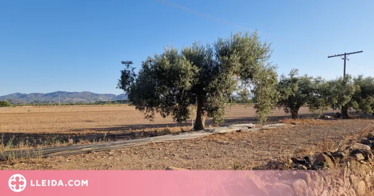 JARC sol·licita per a finals de setmana el pagament màxim de la bestreta de la PAC