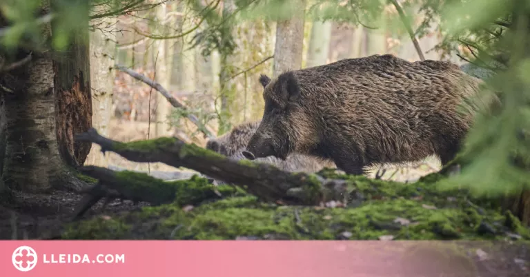 UP demana actuacions per reduir la població de fauna salvatge a la plana de Lleida