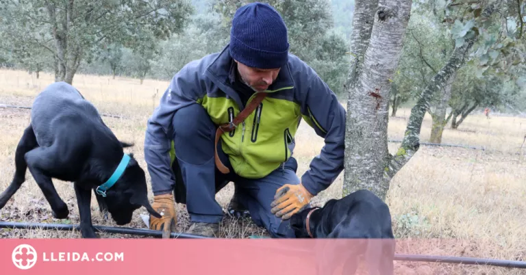⏯️ Els productors de tòfona negra auguren una temporada "dolenta" a causa de la sequera
