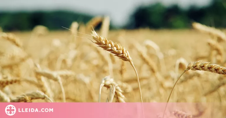 JARC aconsegueix millores en l’assegurança del cereal de secà
