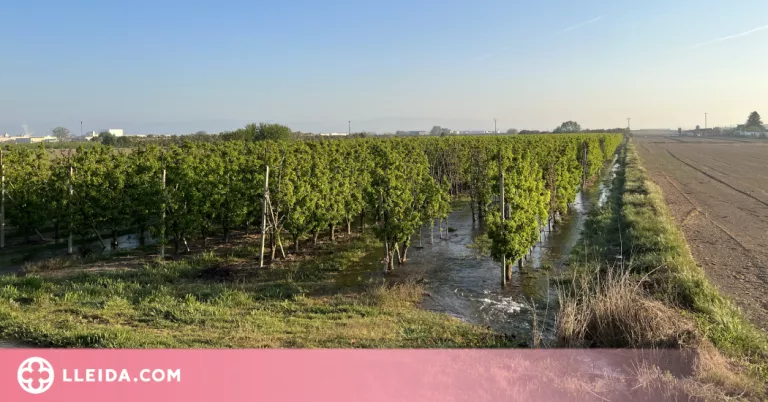El canal d'Urgell tanca el regadiu amb la incertesa de si es podrà regar abans del setembre