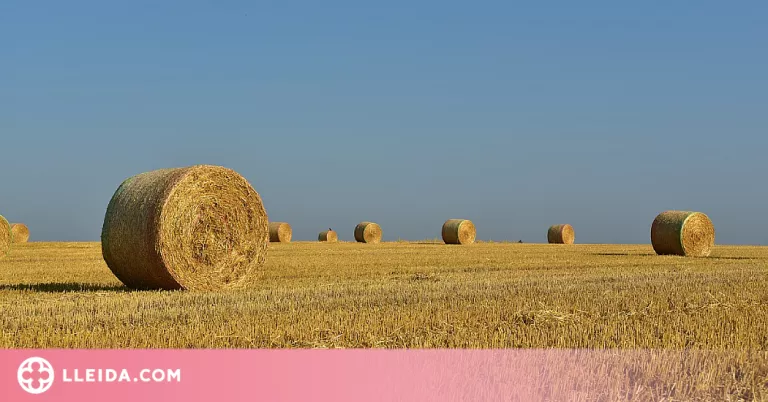 Ramaders catalans reclamen posar fre excepcionalment a la crema de palla per a usos energètics
