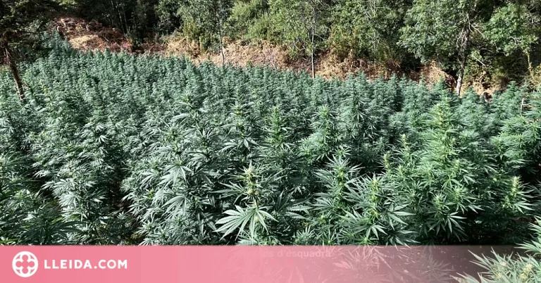Desmantellen una plantació de 2.800 plantes de marihuana al Pallars Sobirà