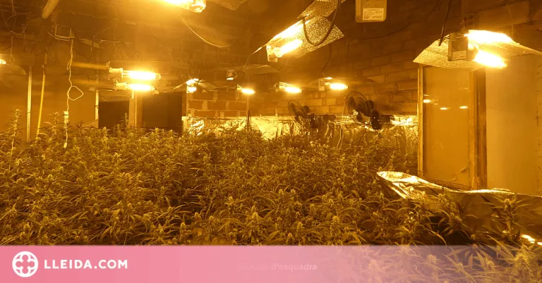 Desmantellen dues plantacions de marihuana 'indoor' i detenen dues persones a la Noguera