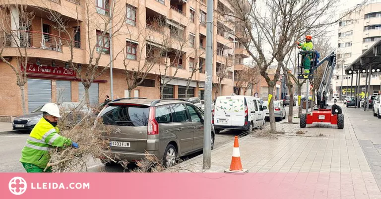 Recta final de la campanya d’esporga de l’arbrat de Lleida