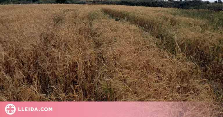 Unió de Pagesos reclama un ajut directe per als productors de cultius herbacis