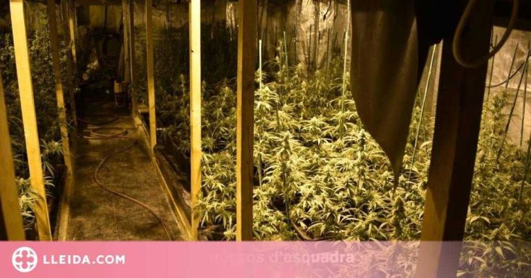 Detingut per cultivar 500 plantes de marihuana en una masia de l'Albi