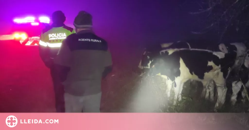Retornen sis vedells escapats d'una explotació del Pla d'Urgell