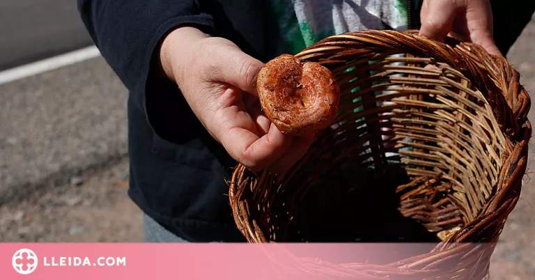 ⏯️ Recta final d'una temporada de bolets molt "desigual" i marcada per la sequera