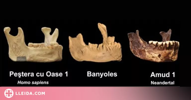 Troben les restes fòssils d'una mandíbula de l'Homo Sapiens més antic d'Europa