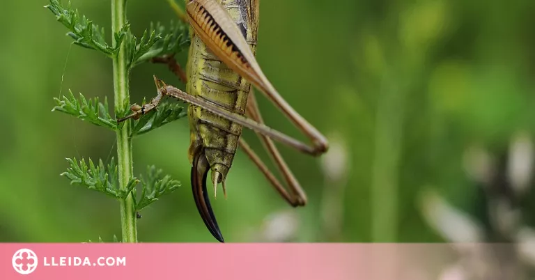 Europa autoritza un tercer insecte com a comestible