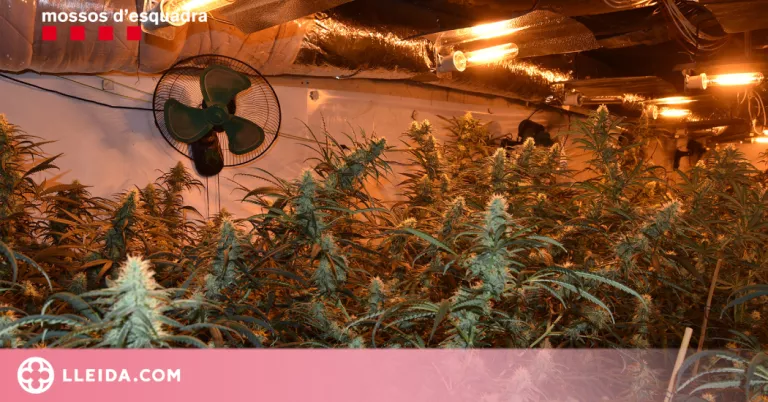 Desarticulen un grup criminal que cultivava entre quatre i cinc plantacions de marihuana l'any