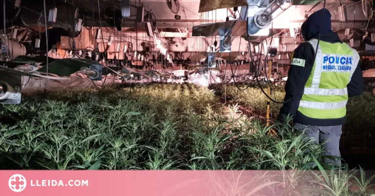 Desmantellen un cultiu de més de 3.700 plantes de marihuana en una nau a l'Urgell