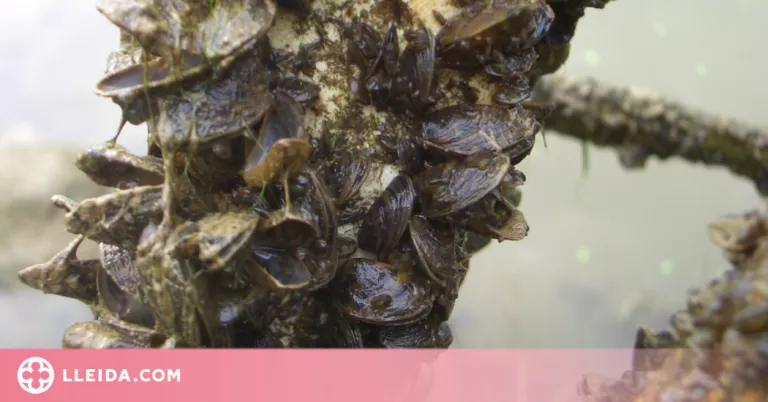 La UdL crea una eina informàtica que calcula la vulnerabilitat d'una massa d'aigua al musclo zebrat