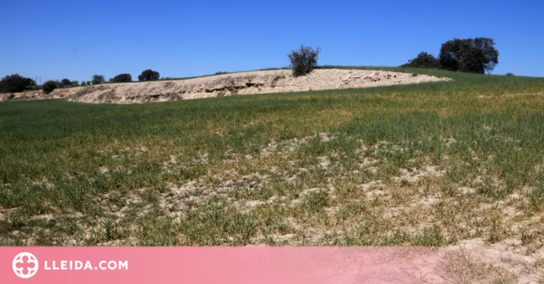 Les cooperatives catalanes alerten que "la sequera repercutirà sobre els preus de l'alimentació"