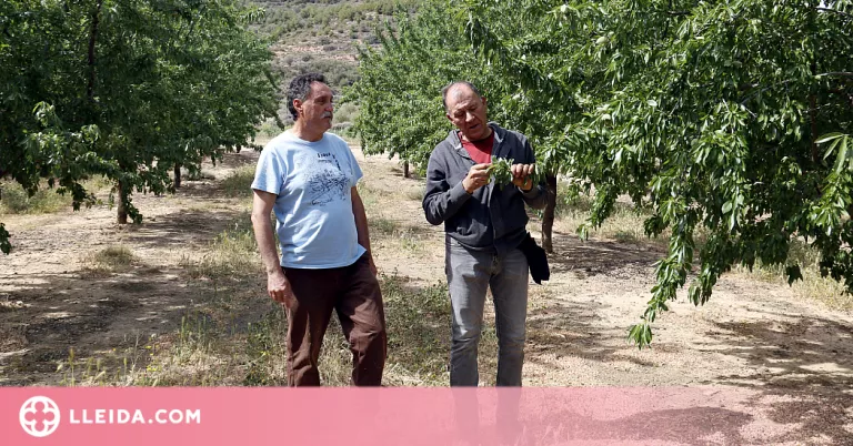⏯️ Regants del Segarra-Garrigues: "Haurem de repartir l'aigua d'una setmana per tot el mes. Els arbres no sobreviuran"